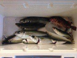 岸和田旧一文字赤灯で飛ばしサビキ　いいサイズのアジです