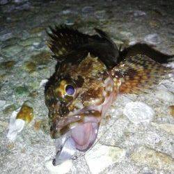 ますたぁ様より【ジャングルジム製品】のモニターレポート