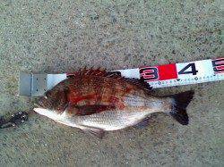 エビ撒きでハネ釣り、今年の初チヌも顔を見られました♪