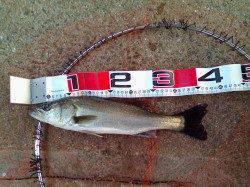 エビ撒き釣りでハネ・セイゴの釣果です