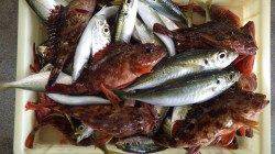 堺堤防　アジ＆ガシラの釣果