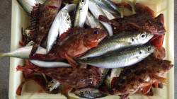 堺堤防　アジ＆ガシラの釣果