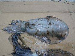 富田地磯エギングでアオリイカ2人で7ハイ計4760g♪