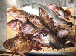 灘浜でフカセ〜うき釣り　ガシラが大漁でした…