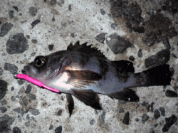 寒波の連続で寒さが厳しい中メバリングに行きました