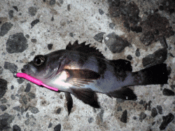 寒波の連続で寒さが厳しい中メバリングに行き…