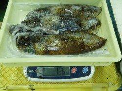 椿にてヤエン釣り アオリイカ800gを筆頭に4杯！