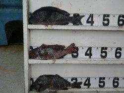 伊古木　フカセでグレの釣果