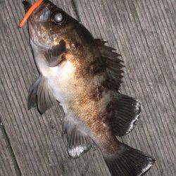 大阪南港メバリング～ベタ底狙いで20㎝UPのメバル