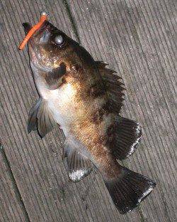 大阪南港メバリング～ベタ底狙いで20㎝UPのメバル