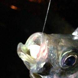 雑賀崎周辺のアジングで夜遊び♪