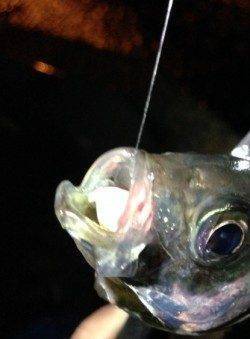 雑賀崎周辺のアジングで夜遊び♪