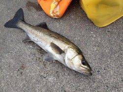 久しぶりのエビ撒きウキ釣りでハネのナイスファイト