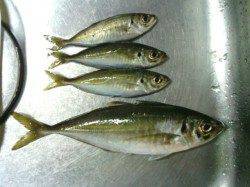 違和感を感じるアタリを捕らえアジ29.5センチをゲット