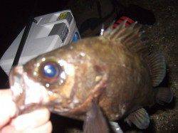 林崎漁港ウキ釣りでメバル狙い～表層でパシャパシャと！