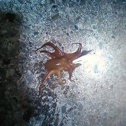 爆風の中白浜周辺でエギング・・・タコだけでした！