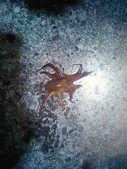 爆風の中白浜周辺でエギング・・・タコだけでした！
