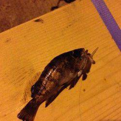 メバルを求めて泉南の各漁港をランガン