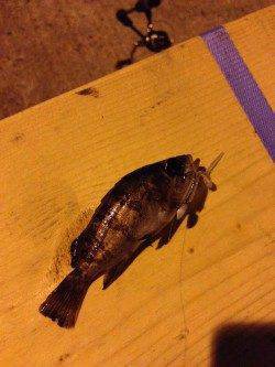 メバルを求めて泉南の各漁港をランガン