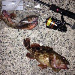 アジュール舞子でメバリング、メバルはでませんが良型ガシラが♪