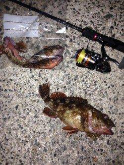 アジュール舞子でメバリング、メバルはでませんが良型ガシラが♪