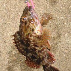 田尻漁港のライトゲームでガシラ&タケノコメバル