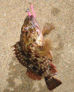 田尻漁港のライトゲームでガシラ&タケノコメバル