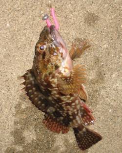 田尻漁港のライトゲームでガシラ&タ…