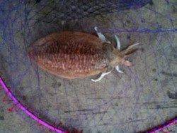 雨上がりの雑賀崎にてコウイカ釣れました