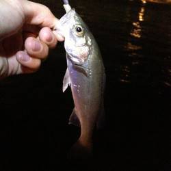 悪天候の中舞洲でアジング～上がってきたのは…