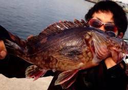 二見港周辺で穴釣り、良型ガシラがひそむポイ…