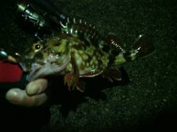 雨上がりにガシリング in 垂水漁港