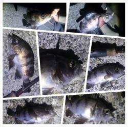 デッドスローで表層を探るとメバル入れ食い1…