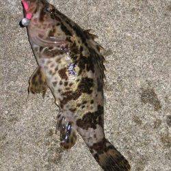 田尻漁港のライトゲームでガシラ&タケノコメバル