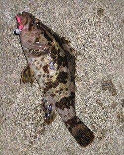 田尻漁港のライトゲームでガシラ&タケノコメバル