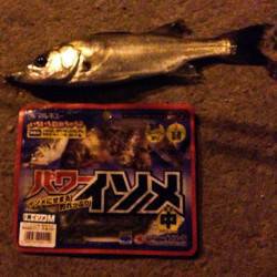 悪天候の中舞洲でアジング～上がってきたのはチーバス