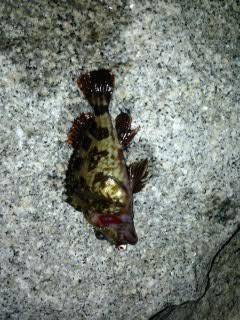 ポイント到着2時間後諦めかけた時に23.5cmのメバル！