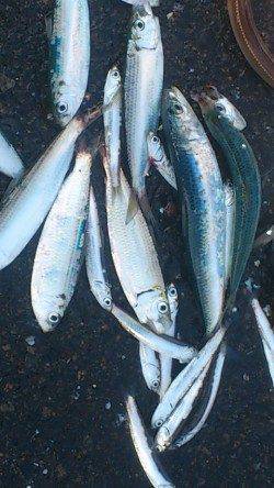 兵庫突堤 投げ釣りで穴子・サビキでママカリ、イワシなど