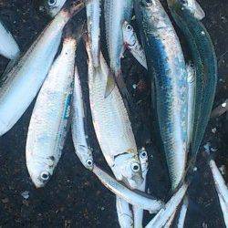 兵庫突堤 投げ釣りで穴子・サビキでママカリ、イワシなど