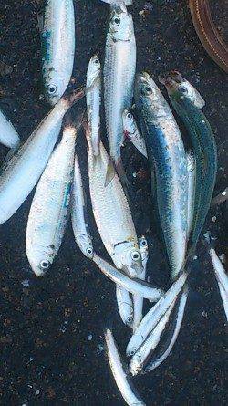 兵庫突堤 投げ釣りで穴子・サビキでママカリ、イワシなど