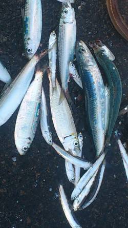 兵庫突堤　投げ釣りで穴子・サビキでママカリ…