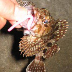 田尻漁港でガシリング、少し沖のかけ上がりで良型ガシラ