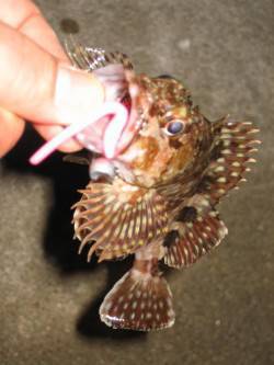 田尻漁港でガシリング、少し沖のかけ上がりで…