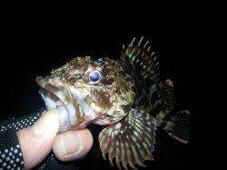 爆風で雪まじりの中アジングがいつしかガシリングに