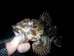 爆風で雪まじりの中アジングがいつしかガシリ…