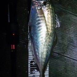 初釣りに南港アジングへ、底付近をドリフトさせ良型アジ！！