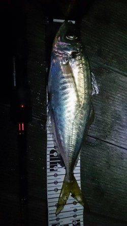 初釣りに南港アジングへ、底付近をドリフトさせ良型アジ！！