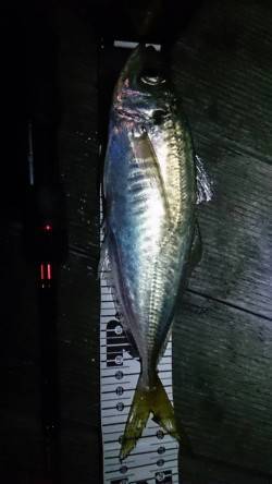 初釣りに南港アジングへ、底付近をドリフトさ…