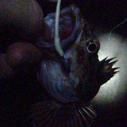 岡田浦漁港でのテトラ釣り、ガシラ3匹