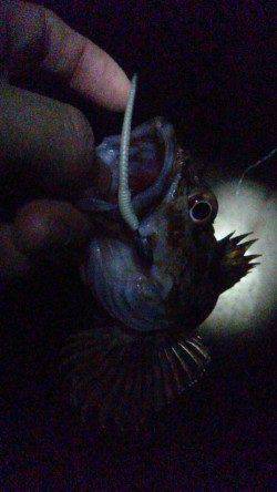 岡田浦漁港でのテトラ釣り、ガシラ3匹